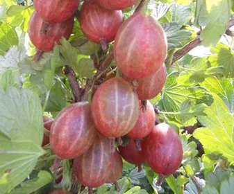 Сорти аґрусу Фламінго