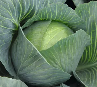 Сорти капусти Амтрак F1 / Amtrak F1