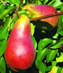 Сорти груш Вересневе Дево