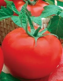 Сорти помідорів Хубаль / Hubal