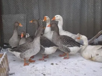 Породи гусей Шадринські