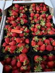 Фото Продаж свіжої полуниці. Гурт і роздріб.