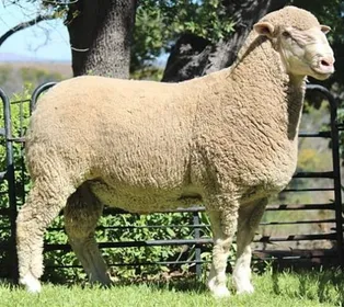 Породи овець Південноафриканський м'ясний Меріно (South African Mutton Merino)