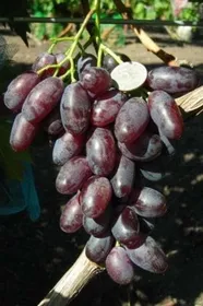 Сорти винограду ДЖОВАННІ