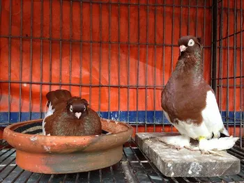 Породи голубів Альтстамер