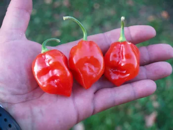 Сорти перцю Red Savina