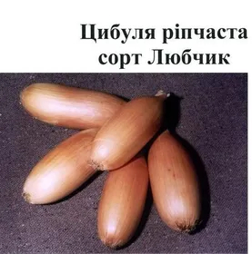 Сорти цибулі Любчик