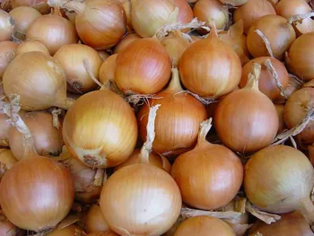 Сорти цибулі Тареско F1 / Taresko F1