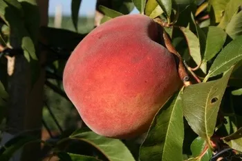 Сорти персиків Ред Хевен