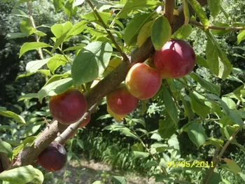 Сорти слив Пам'ять матері