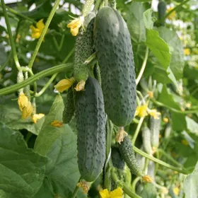 Сорти огірків Шарж F1