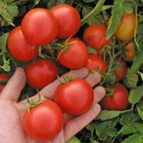 Сорти помідорів Мар'янка F1 / Marienka F1