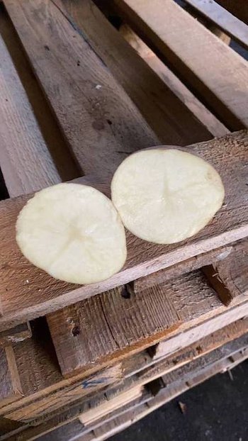 Коренеплідні Продовольча (товарна) картопля оптом