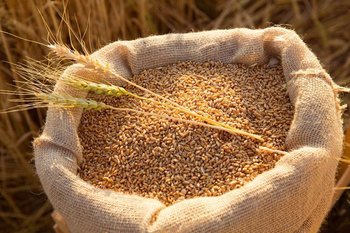 Куплю зерновідходи, прострочений посівмат, некондиційне зерно