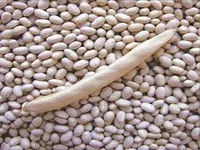 Фото Продаємо насіння (посівмат) квасолі білої дрібної