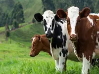 Фото Закуповуємо телят, телиць, корів, коней