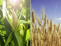 Фото Закуповуємо некондиційну пшеницю та кукурудзу