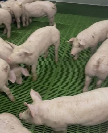 Свині Реалізуємо поросят зі свинокомплексу (без посередників)