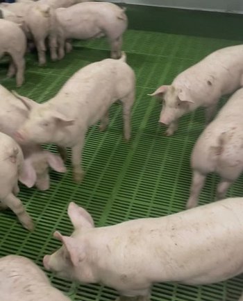 Свині Продаж поросят від 100 голів зі свинокомплексу