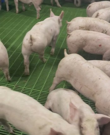 Свині Свинокомплекс реалізує поросят. Транспортування по Україні
