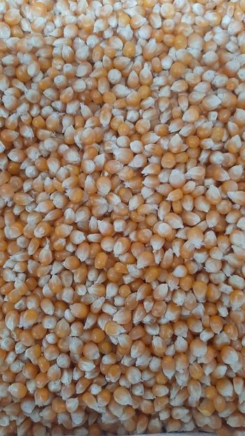 Зерно кукурудзи попкорн американських гібридів.