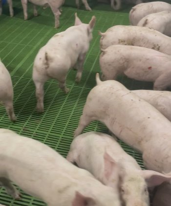 Свині Свинокомплекс реалізує поросят від 100 голів