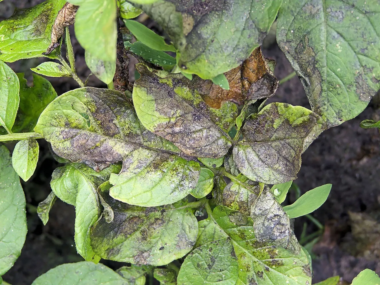 Фітофтороз листя у картоплі