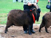 Гірничо-Алтайська порода кіз