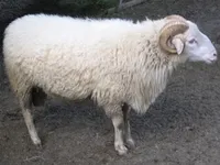 Баварська Лісова вівця