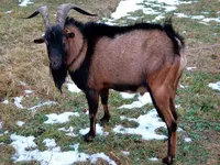 Фото Чеська Короткошерста Бура коза