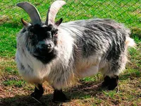Камерунська карликова коза (Pygmy)