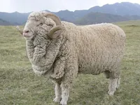 Гансу Альпійська (Gansu Alpine Fine-wool)