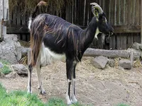 Пуатуські кози