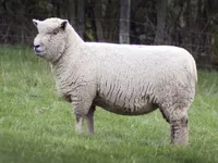 Соусдовн (Southdown Sheep)