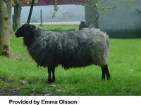 Шведська (Swedish Fur Sheep)