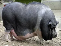 В'єтнамська вислобрюха свиня