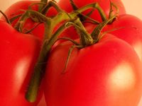 Агротехніка і розмноження помідорів