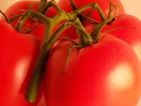 Агротехніка і розмноження помідорів