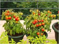 Вирощування помідорів на балконі