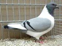Фото Богемський голуб