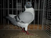 Флорентійський голуб