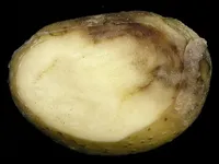 Фітофтороз бульб картоплі