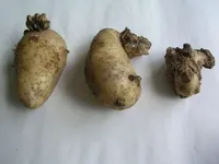 Рак у картоплі