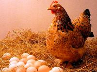 Умови природного насиджування яєць