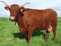 Салерська порода корів