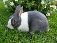 Чорно-білий кролик (Датський)