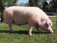 Естонська беконна свиня