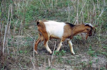 Породи кіз Західно-африканська карликова
