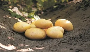 Сорти картоплі Бельміра (Belmira)