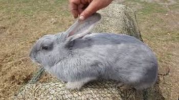 Породи кроликів Блакитний Сінт-Ніклас
